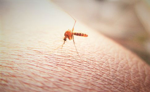 Comment eradiquer les moustiques